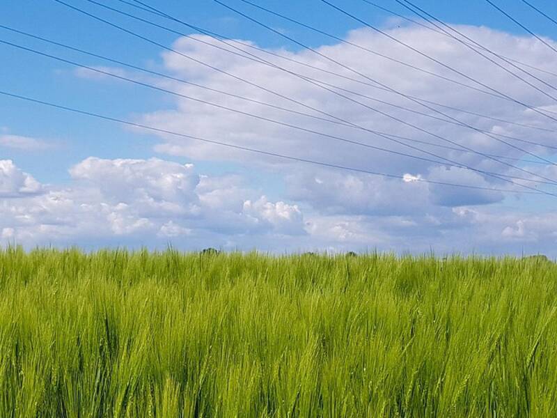 Ein weites grünes Feld erstreckt sich unter einem blauen Himmel mit weißen Wolken, durchzogen von mehreren Stromleitungen und Masten.